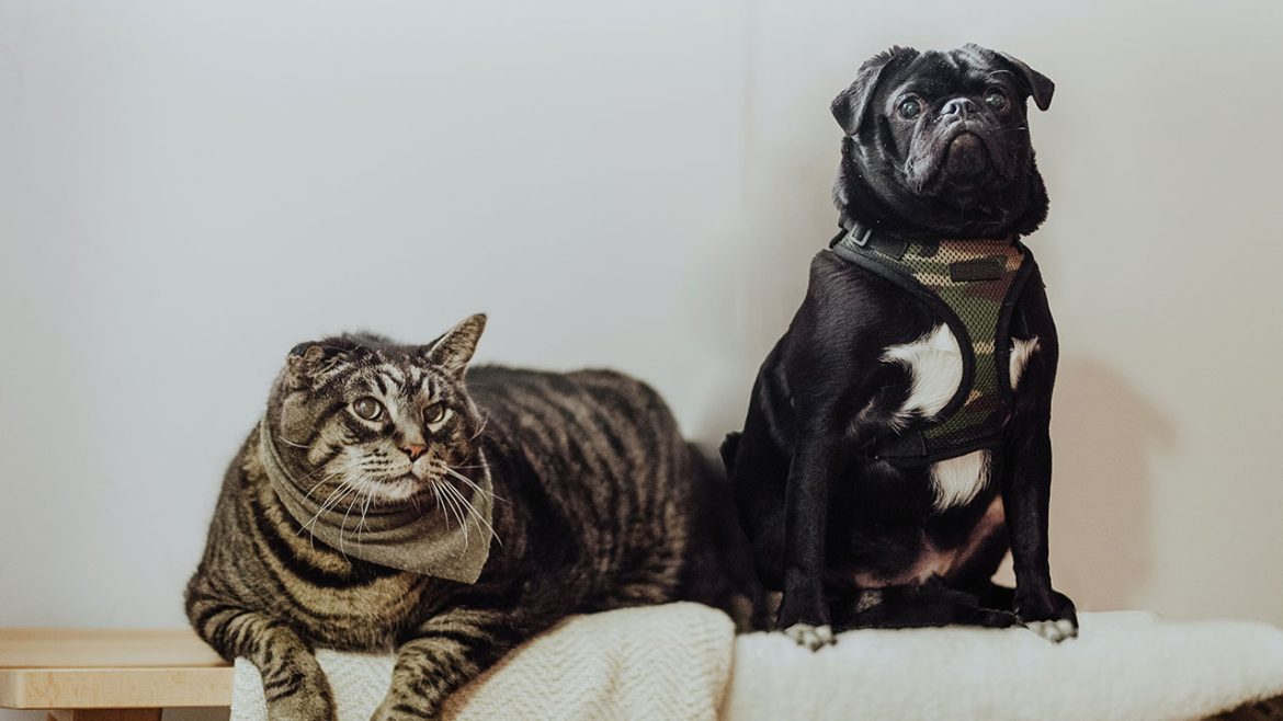 Why Use CBD for Pets? Let's Talk Benefits